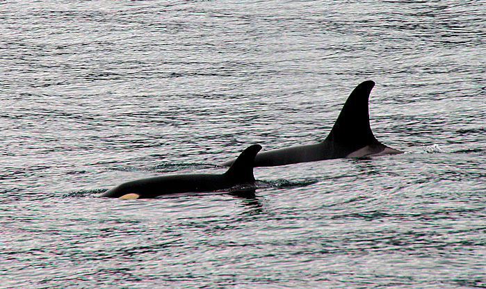 04 Orca Whales